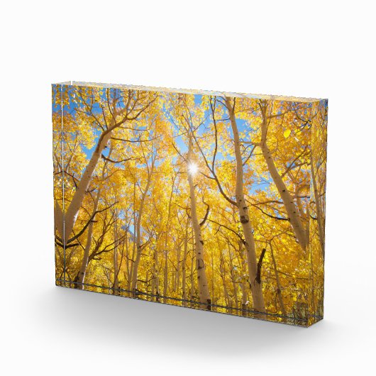 Aspen Trees | Sierra Nevada bergen, CA Fotoblokken (Rechts)