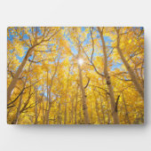 Aspen Trees | Sierra Nevada bergen, CA Fotoplaat (voorkant)