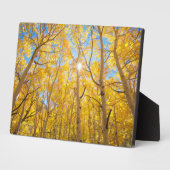 Aspen Trees | Sierra Nevada bergen, CA Fotoplaat (Zijkant)