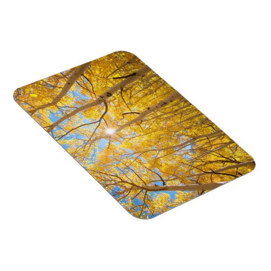 Aspen Trees | Sierra Nevada bergen, CA Magneet (Rechterzijde)