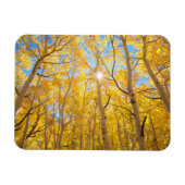 Aspen Trees | Sierra Nevada bergen, CA Magneet (Horizontaal)