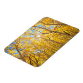 Aspen Trees | Sierra Nevada bergen, CA Magneet (Linkerzijde)