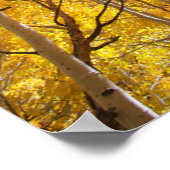 Aspen Trees | Sierra Nevada bergen, CA Poster (Hoek)