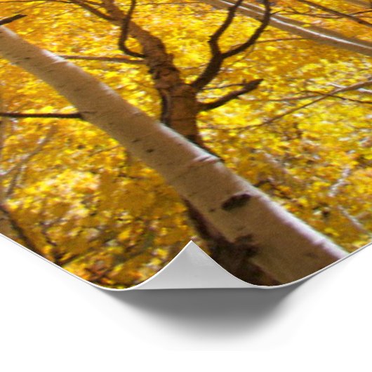 Aspen Trees | Sierra Nevada bergen, CA Poster (Hoek)