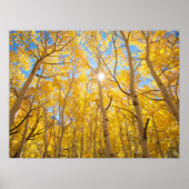 Aspen Trees | Sierra Nevada bergen, CA Poster (Voorkant)