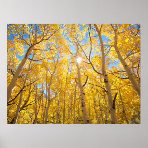 Aspen Trees Sierra Nevada bergen, CA Poster