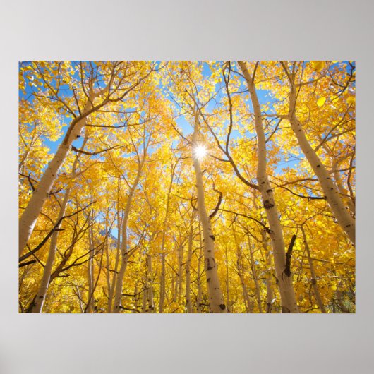 Aspen Trees | Sierra Nevada bergen, CA Poster (Voorkant)