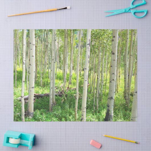 Aspen Trees Tissuepapier (Craft)