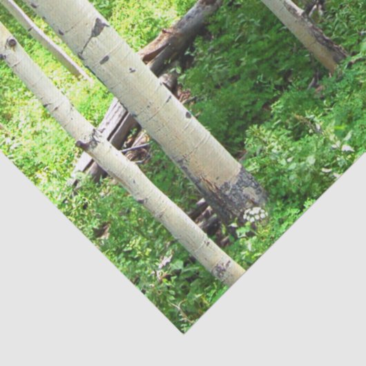 Aspen Trees Tissuepapier (Detail)