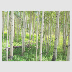 Aspen Trees Tissuepapier