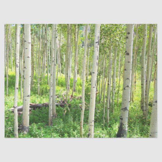 Aspen Trees Tissuepapier (Voorkant)