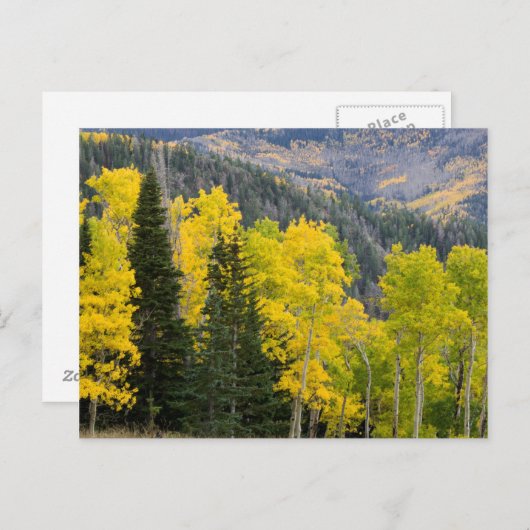 Aspenbomen (Populus Tremuloides) en naaldbomen 2 Briefkaart (Voorkant / Achterkant)