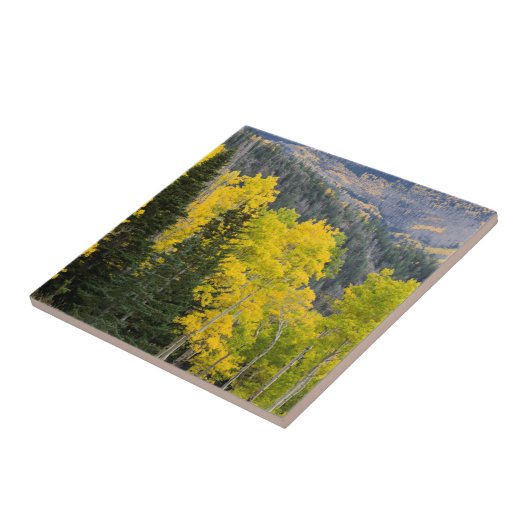 Aspenbomen (Populus Tremuloides) en naaldbomen 2 Tegeltje (Zijkant)