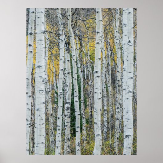 Aspenboomstammen | Aspen, Colorado Poster (Voorkant)