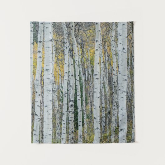 Aspenboomstammen | Aspen, Colorado Wandkleed (Voorkant)