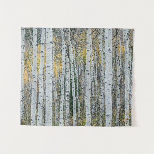 Aspenboomstammen | Aspen, Colorado Wandkleed (Voorkant (horizontaal))