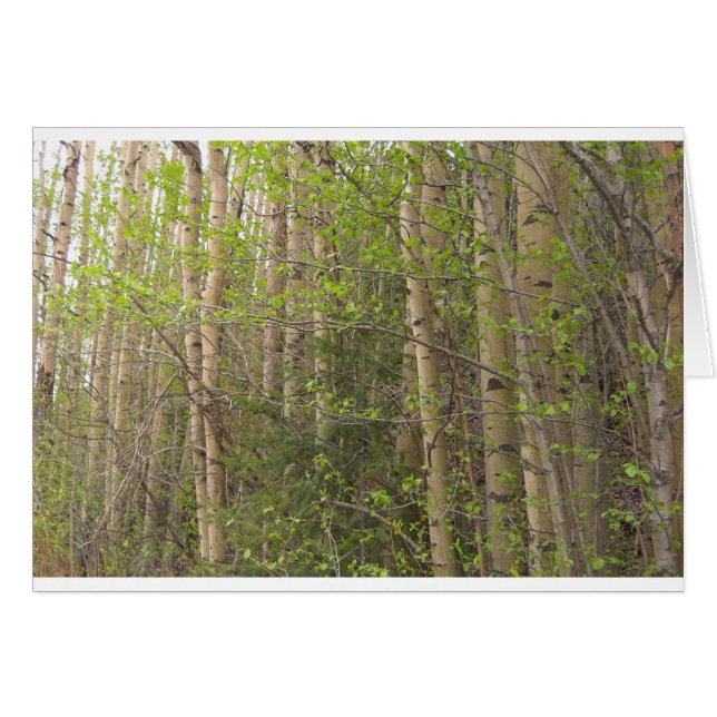 Aspens (Voorkant Horizontaal)