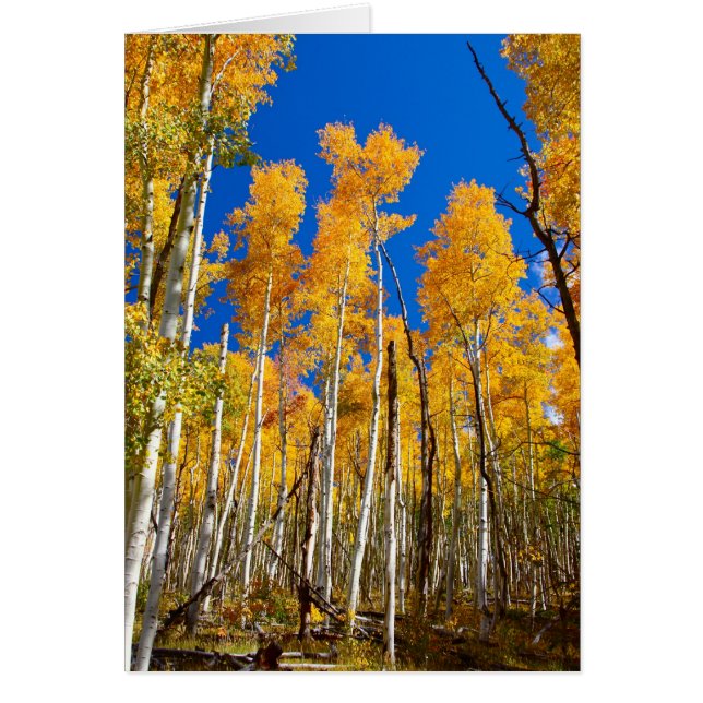 Aspens (Voorkant)
