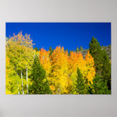 Aspens Aflame Poster (Voorkant)
