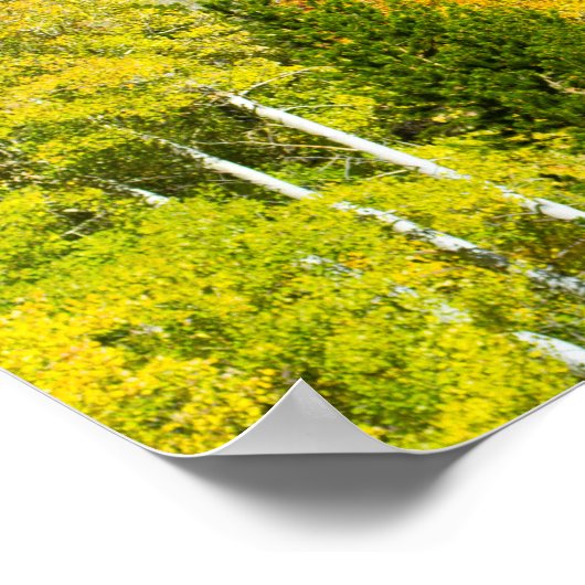 Aspens Aflame Poster (Hoek)