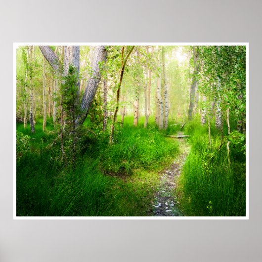 Aspens and Lush Grasses at Convict Lake Poster (Voorkant)