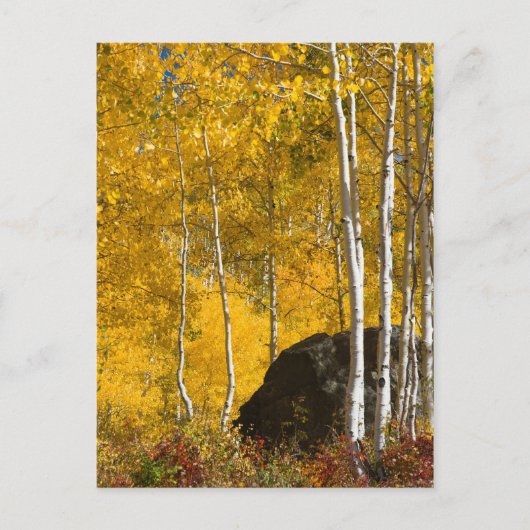 Aspens Briefkaart (Voorkant)