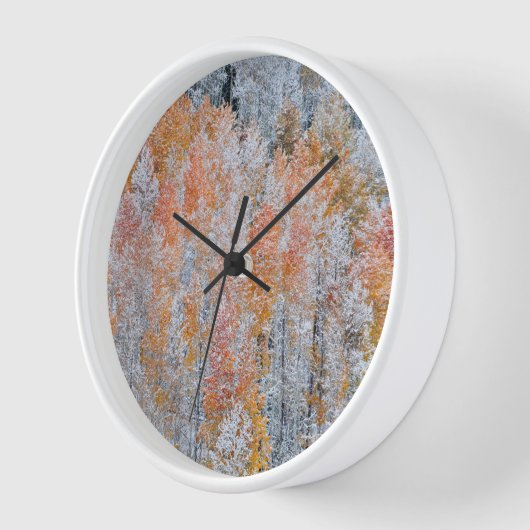 Aspens en sneeuw | Rocky Mountains, Colorado (Hoek)