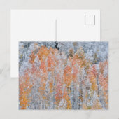 Aspens en sneeuw | Rocky Mountains, Colorado Briefkaart (Voorkant / Achterkant)