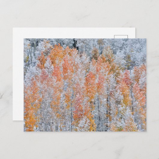 Aspens en sneeuw | Rocky Mountains, Colorado Briefkaart (Voorkant / Achterkant)