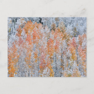Aspens en sneeuw Rocky Mountains, Colorado Briefkaart