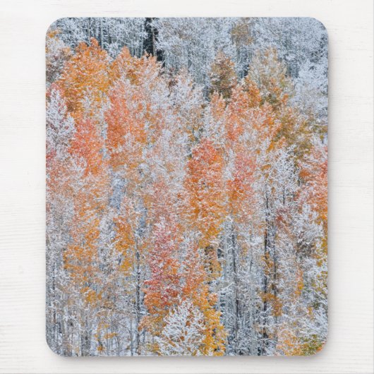 Aspens en sneeuw | Rocky Mountains, Colorado Muismat (Voorkant)