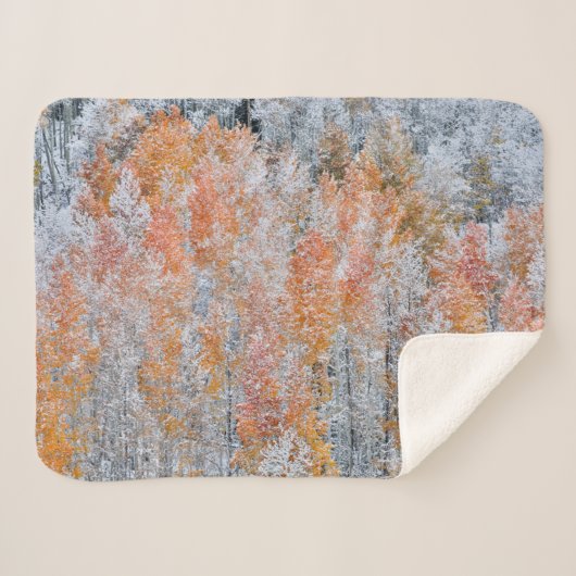 Aspens en sneeuw | Rocky Mountains, Colorado Sherpa Deken (Voorkant (horizontaal))