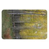 Aspen's gele gloed magneet (Horizontaal)