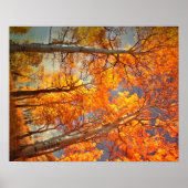 Aspens Glory Poster (Voorkant)