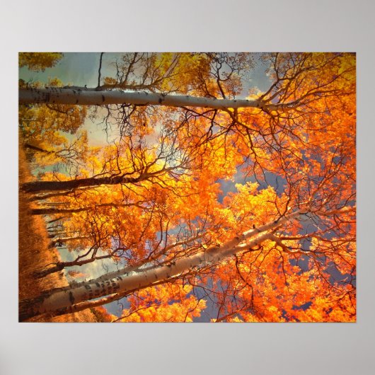 Aspens Glory Poster (Voorkant)