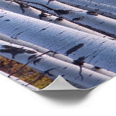 Aspens in Gunnison National Park Poster (Hoek)