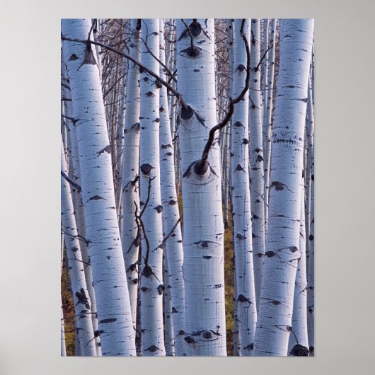 Aspens in Gunnison National Park Poster (Voorkant)
