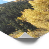 Aspens in Herfst, op Shultz Pass Road nabij person Poster (Hoek)