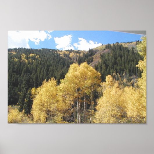 Aspens in Herfst, op Shultz Pass Road nabij person Poster (Voorkant)