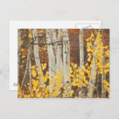 Aspens in het najaar briefkaart (Voorkant / Achterkant)