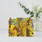 Aspens in New Mexico Briefkaart (Staand voorkant)