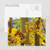 Aspens in New Mexico Briefkaart (Voorkant / Achterkant)
