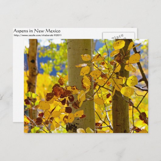 Aspens in New Mexico Briefkaart (Voorkant / Achterkant)