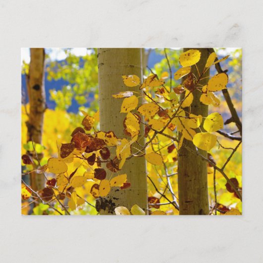 Aspens in New Mexico Briefkaart (Voorkant)
