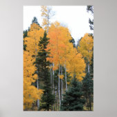 Aspens in Taos Pines Poster (Voorkant)