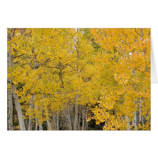 Aspens op het colorado-spoor (Voorkant Horizontaal)