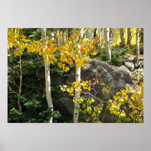 Aspens Poster (Voorkant)