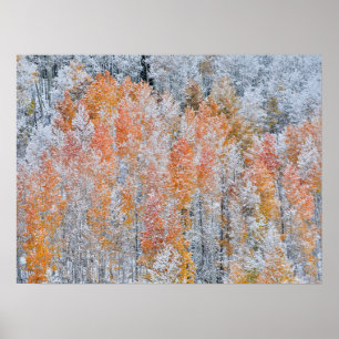 Aspens & Sneeuw   Rocky Mountains, Colorado Poster