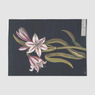 Asphodil Lily door Mary Delany Tissuepapier