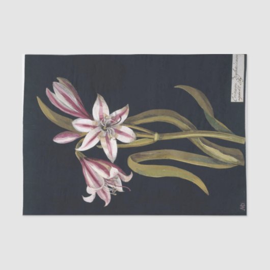 Asphodil Lily door Mary Delany Tissuepapier (Voorkant)